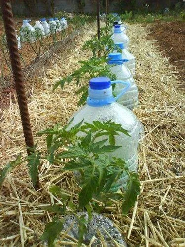 Поделки из пластиковых бутылок для сада и огорода фото 14