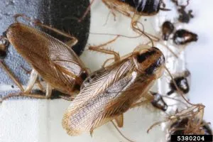 как избавиться от тараканов в квартире