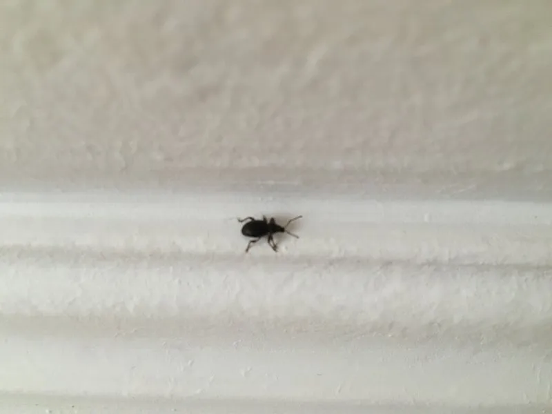 Маленькое черное насекомое