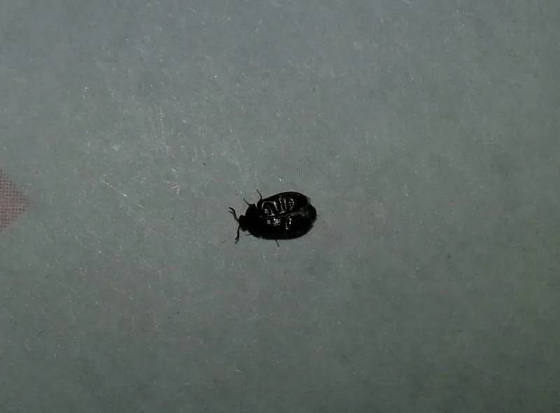 Маленькое прозрачное насекомое в квартире