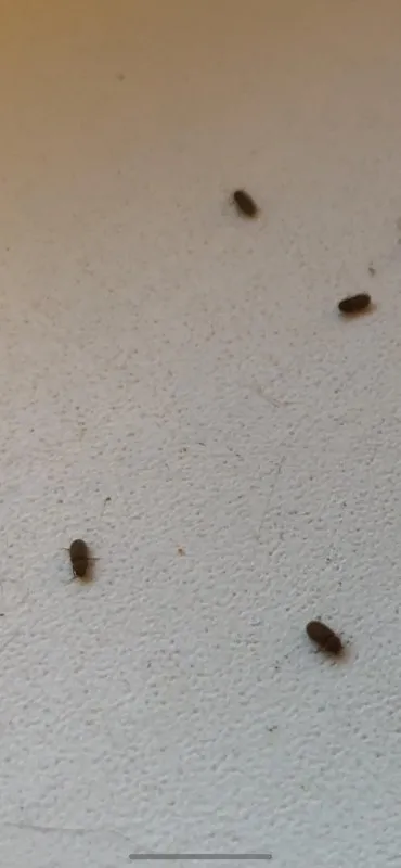 Маленькие прыгающие насекомые