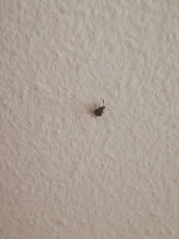 Маленькие жуки в кровати