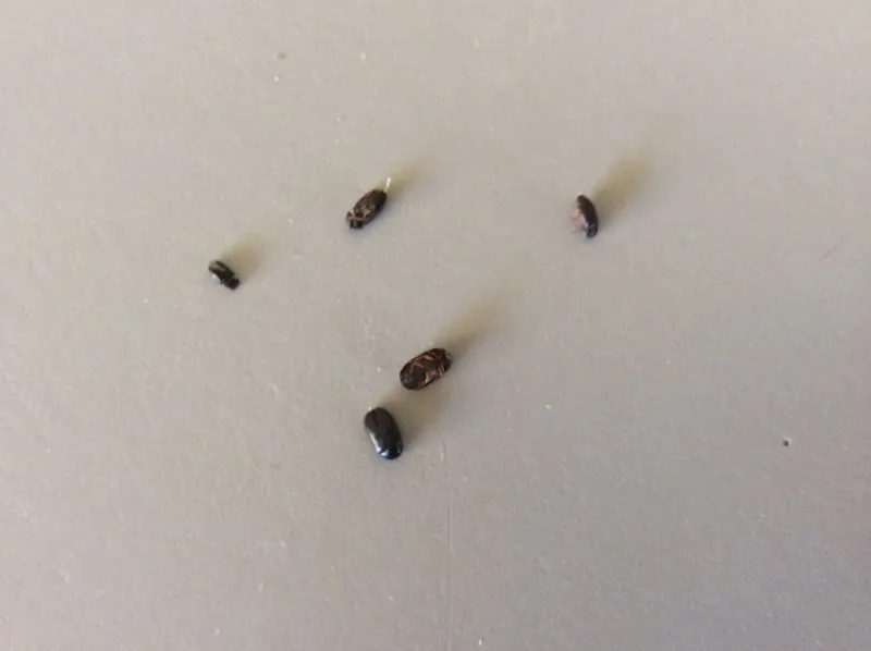 Мелкие насекомые похожие на муравьев