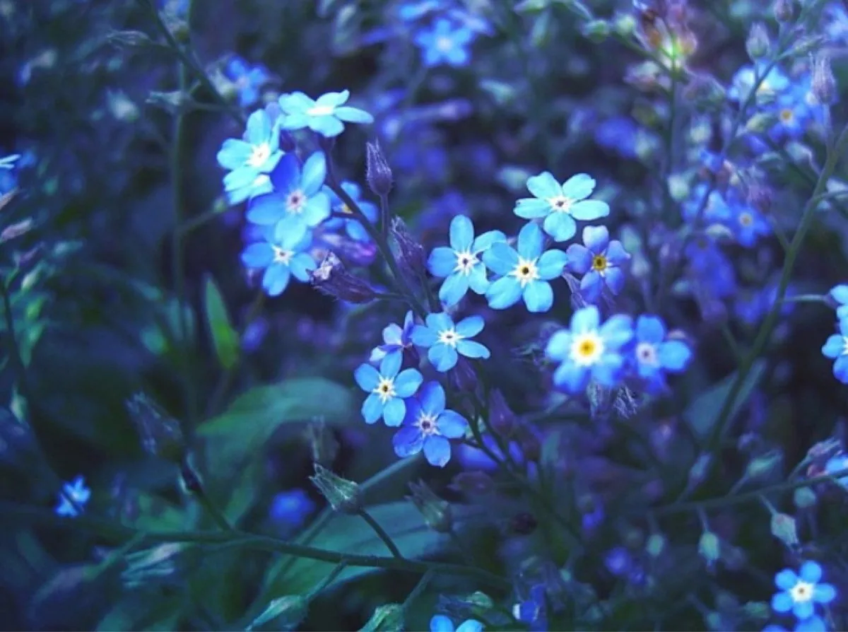 Маленькие голубые цветочки