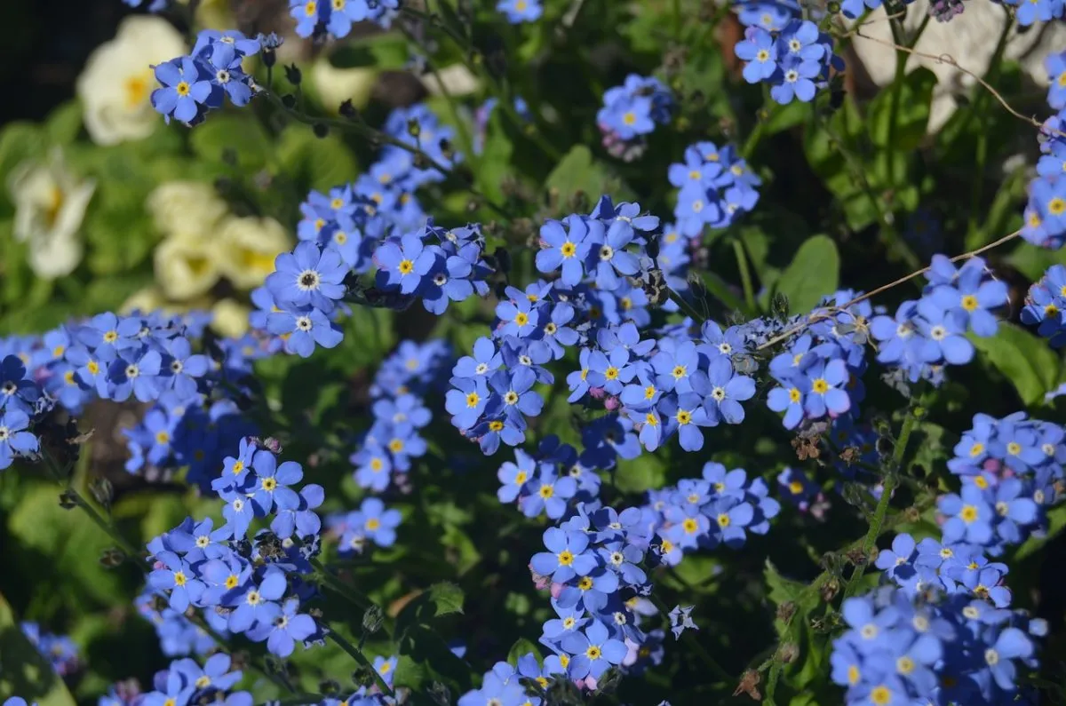 Маленькие синенькие цветочки