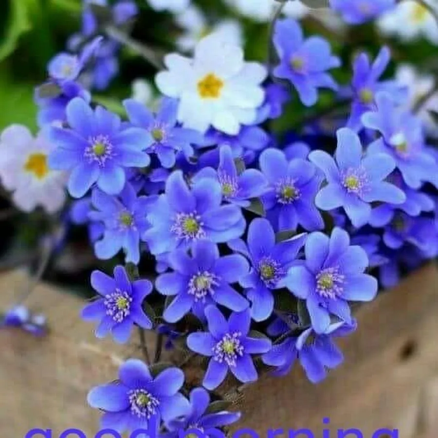 Весенние цветы синие маленькие