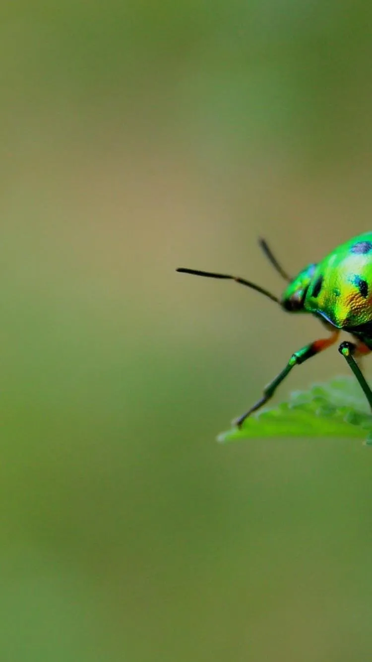 Зеленое насекомое полосатое