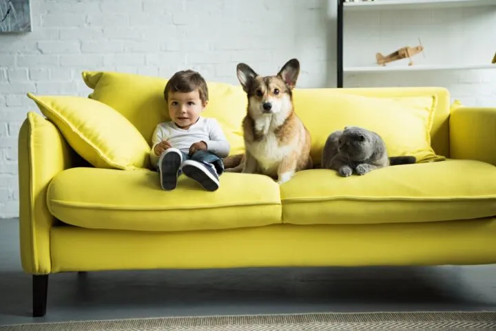 Обивка дивана, где есть дети и домашние животные