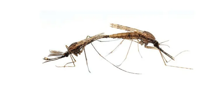 Размножение комара