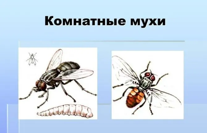 Комнатная муха - опасный разносчик множества видов заболеваний